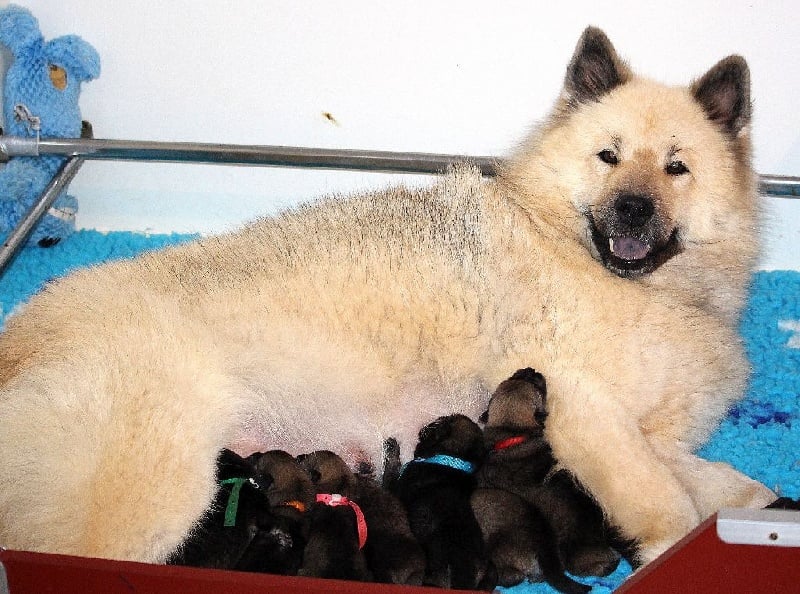 des Legendes de Retz - Eurasier - Portée née le 15/10/2014