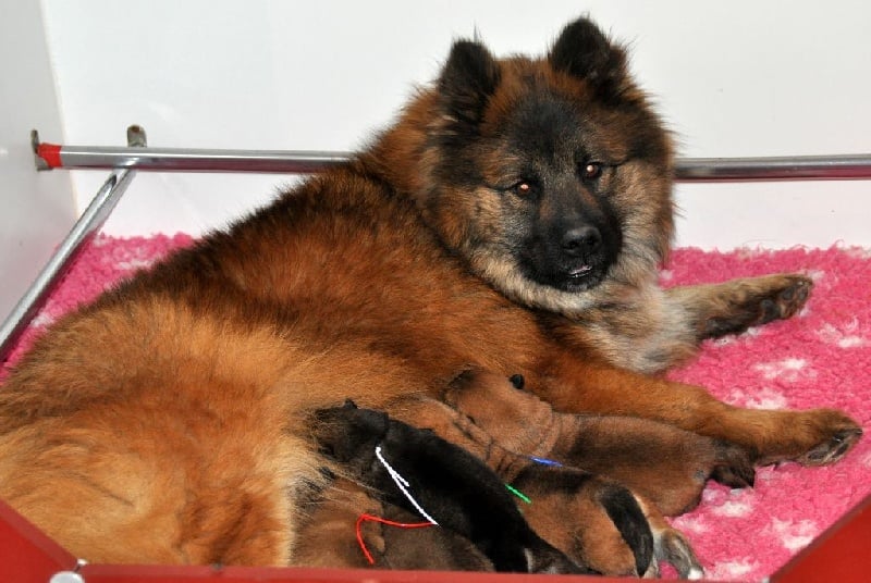 des Legendes de Retz - Eurasier - Portée née le 13/04/2014