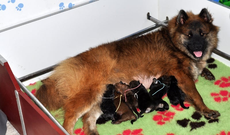 des Legendes de Retz - Eurasier - Portée née le 27/08/2011