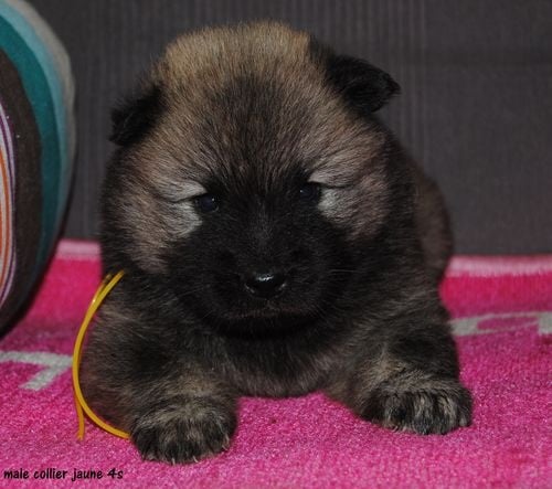 des Legendes de Retz - Eurasier - Portée née le 14/07/2010