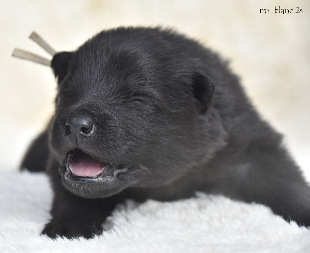 des Legendes de Retz - Chiots disponibles - Eurasier