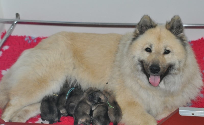 des Legendes de Retz - Eurasier - Portée née le 24/04/2011