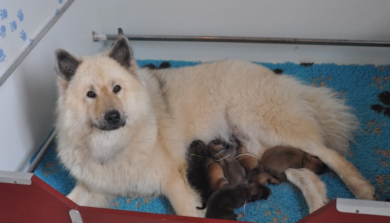 Chiot Eurasier des Legendes de Retz