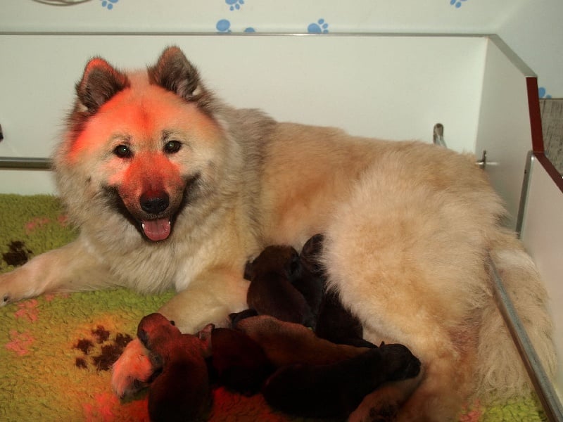 Chiot Eurasier des Legendes de Retz