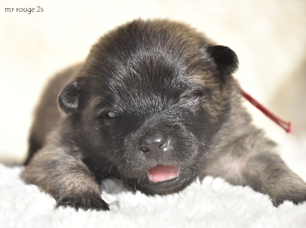 des Legendes de Retz - Chiots disponibles - Eurasier