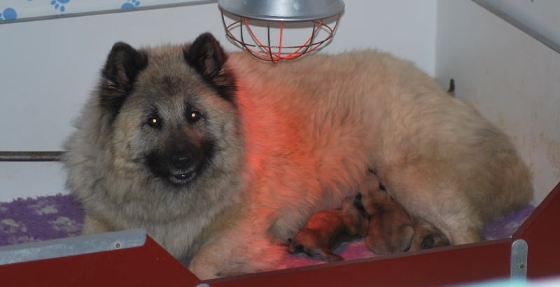 Chiot Eurasier des Legendes de Retz