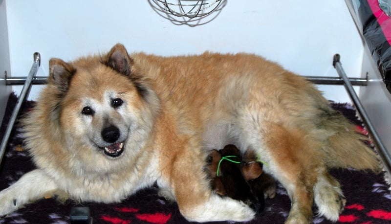 Chiot Eurasier des Legendes de Retz