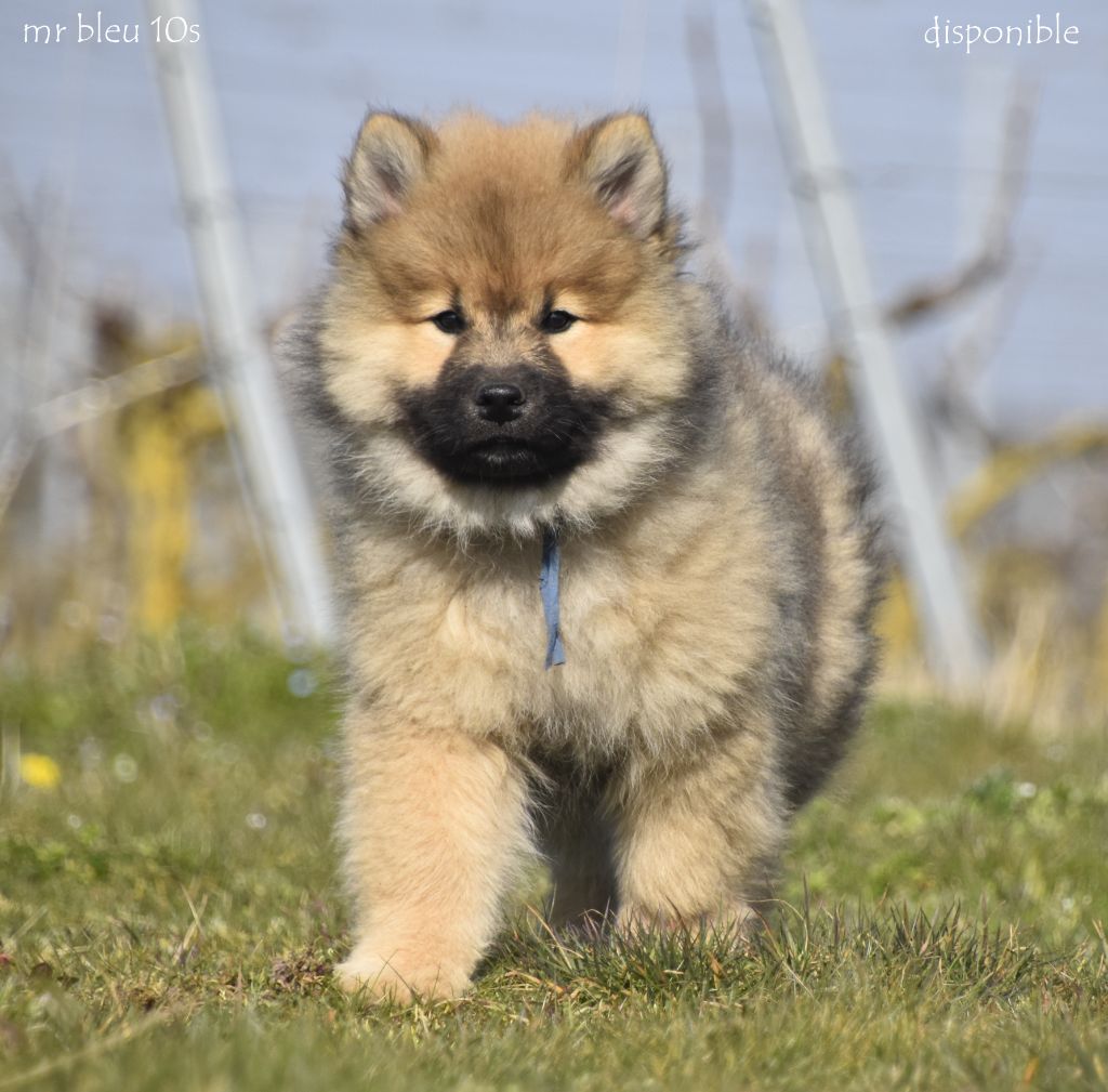 des Legendes de Retz - Chiots disponibles - Eurasier