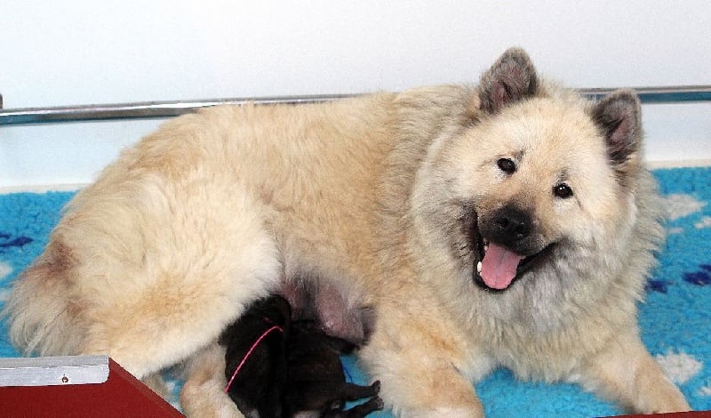 Chiot Eurasier des Legendes de Retz