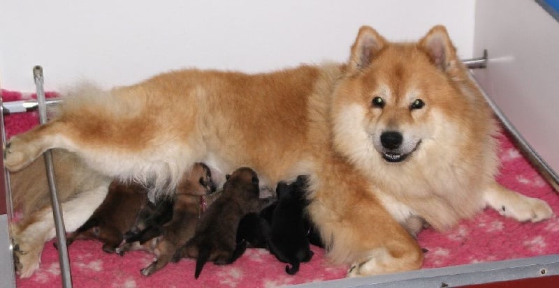 Chiot Eurasier des Legendes de Retz