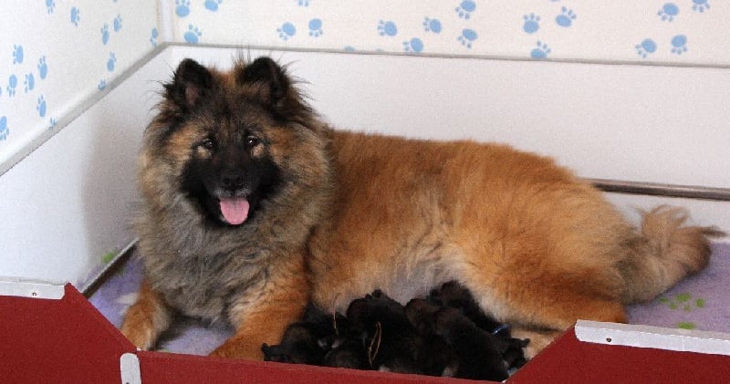 Chiot Eurasier des Legendes de Retz