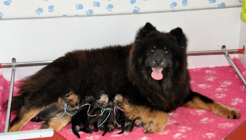 Chiot Eurasier des Legendes de Retz