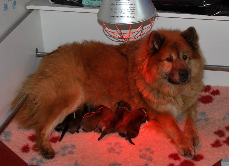 Chiot Eurasier des Legendes de Retz