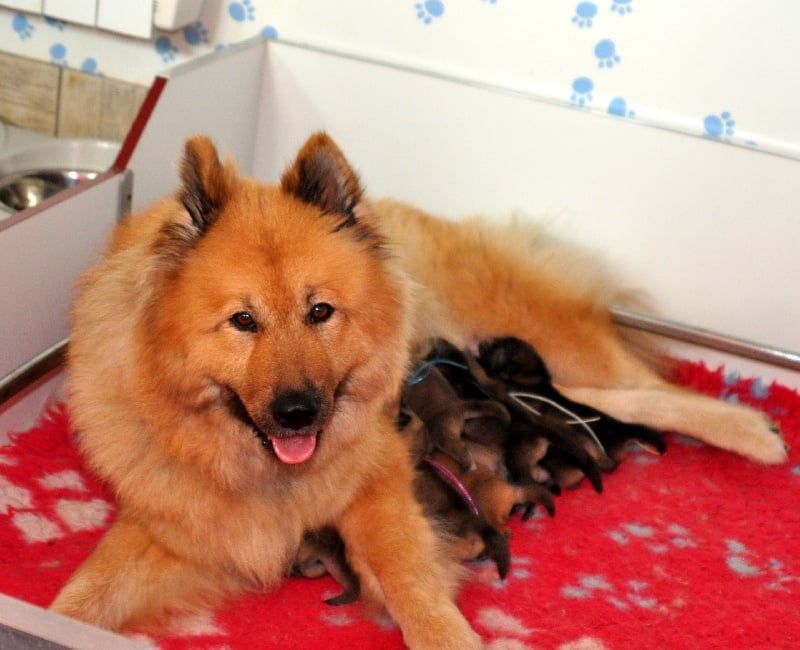 Chiot Eurasier des Legendes de Retz