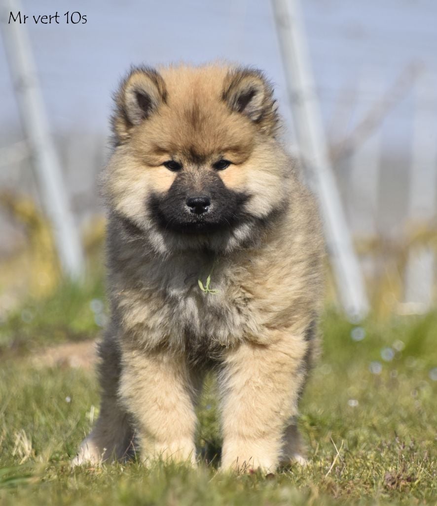 des Legendes de Retz - Chiots disponibles - Eurasier