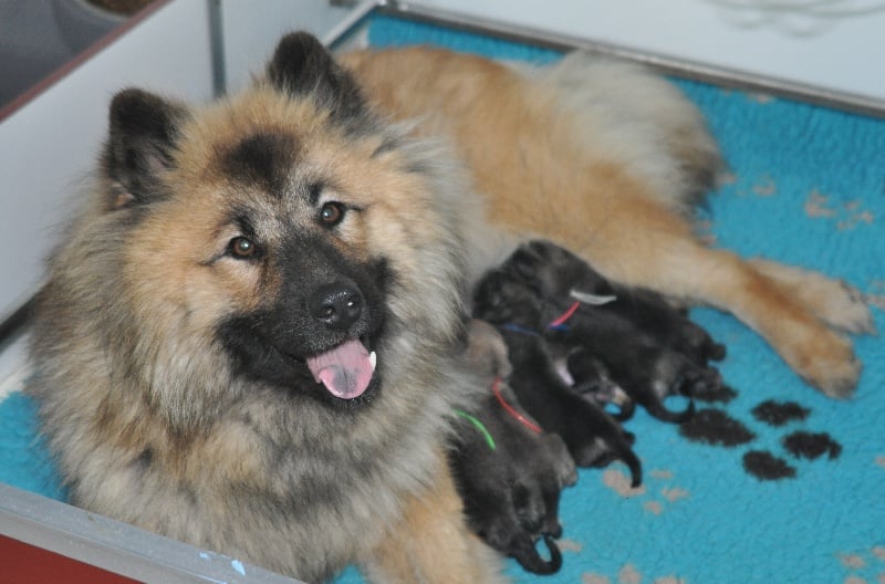 des Legendes de Retz - Eurasier - Portée née le 06/05/2011