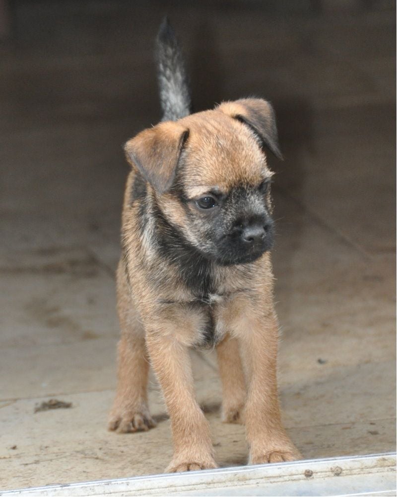 Der landerland - Border Terrier - Portée née le 08/08/2022