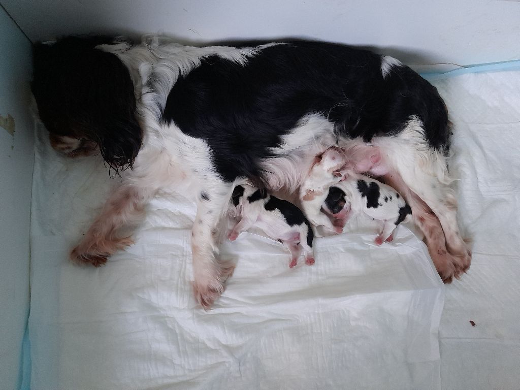 Chiot King Charles Spaniel De la tierra de suerte