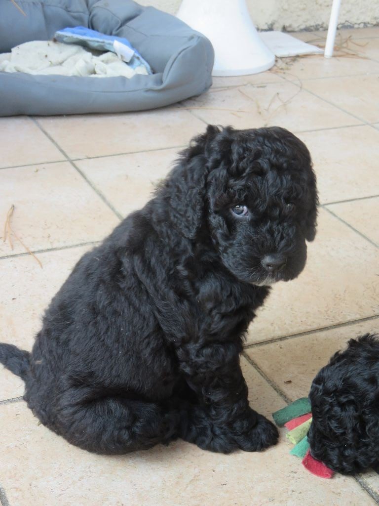 De la tierra de suerte - Chiots disponibles - Barbet