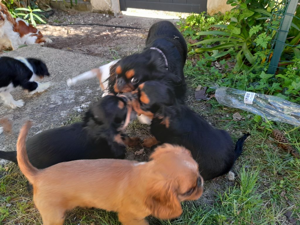 Chiot King Charles Spaniel De la tierra de suerte