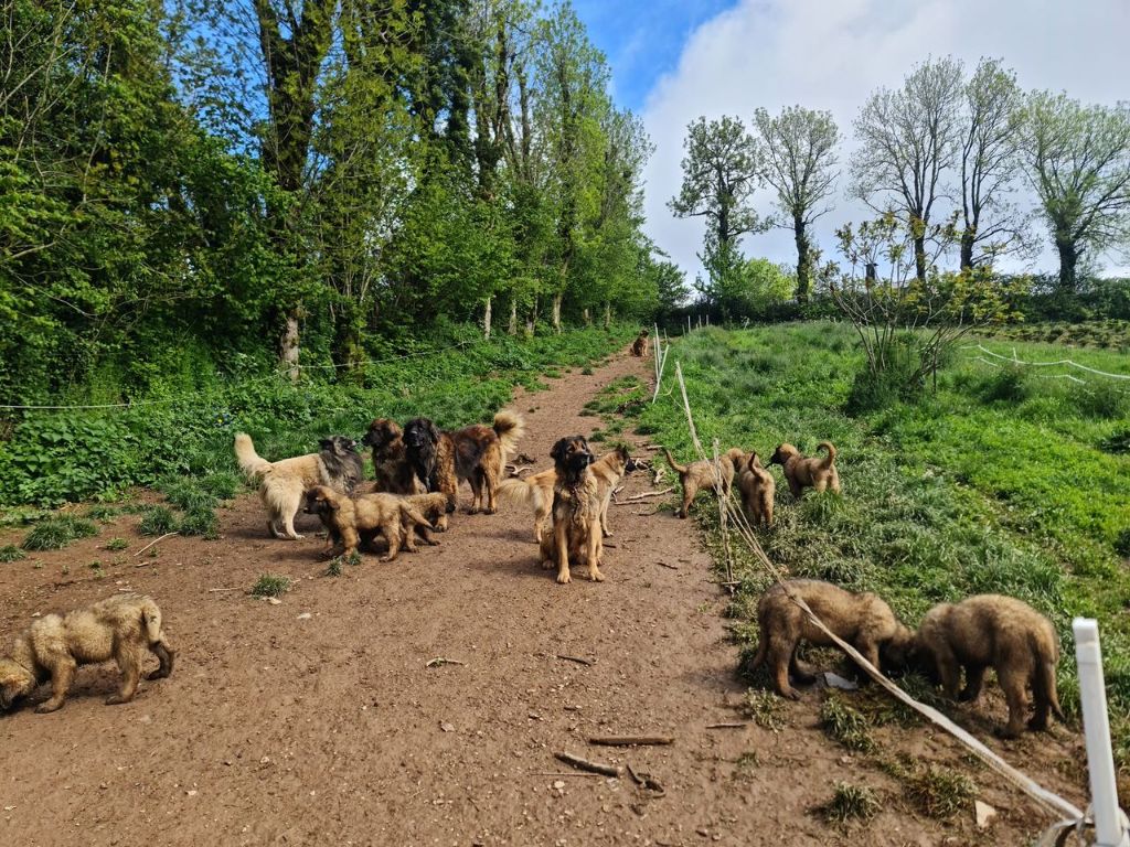 De la foret des amognes - chiots disponibles