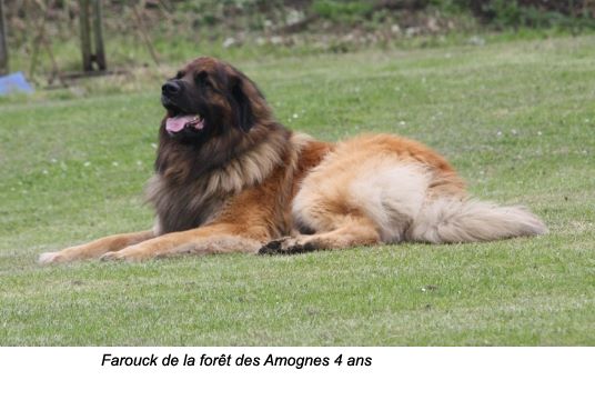 De la foret des amognes - FAROUCK 4 ans