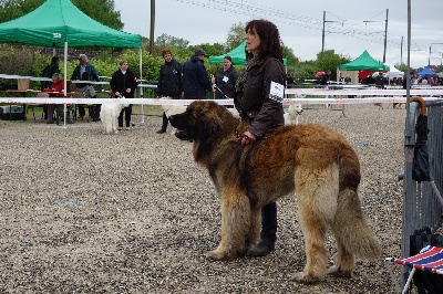 De la foret des amognes - resultats expos