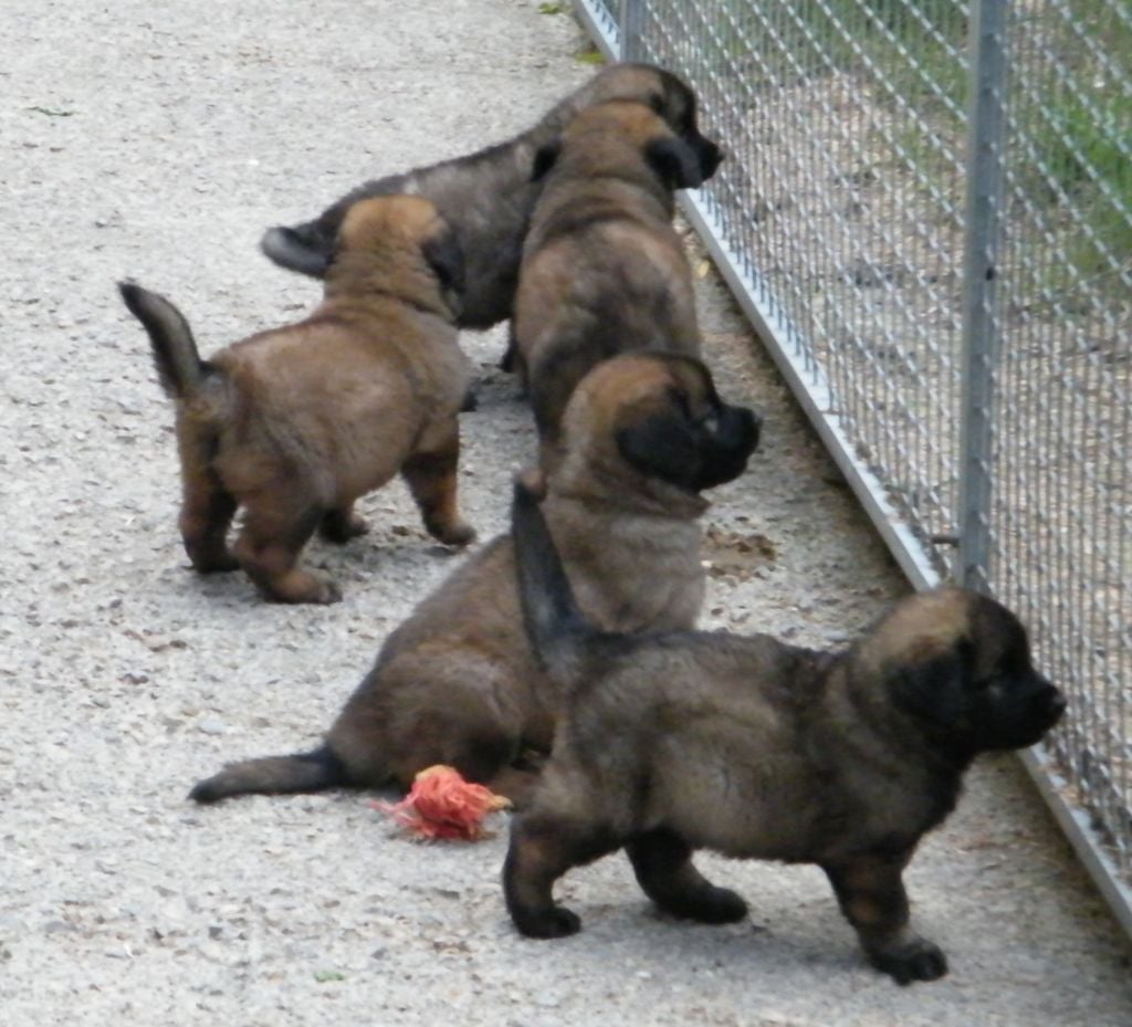 De la foret des amognes - BB Leonberg disponibles à jour au 09/09/24