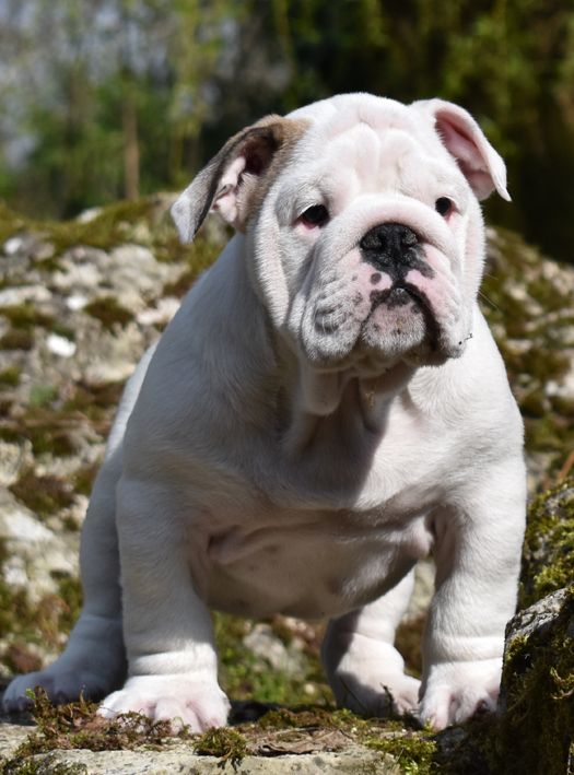 Chiots Bulldog Disponibles