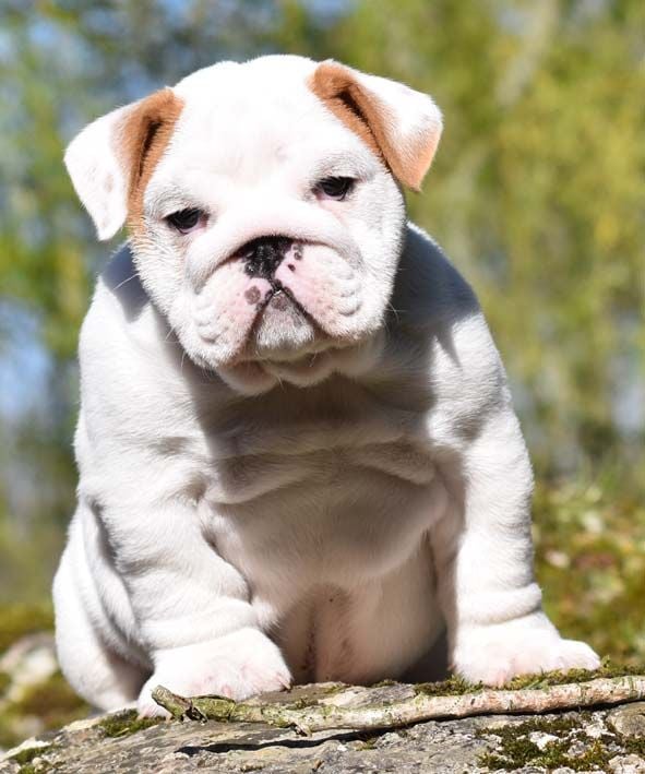 Chiot Bulldog Anglais de L'Etang Sur la Touze