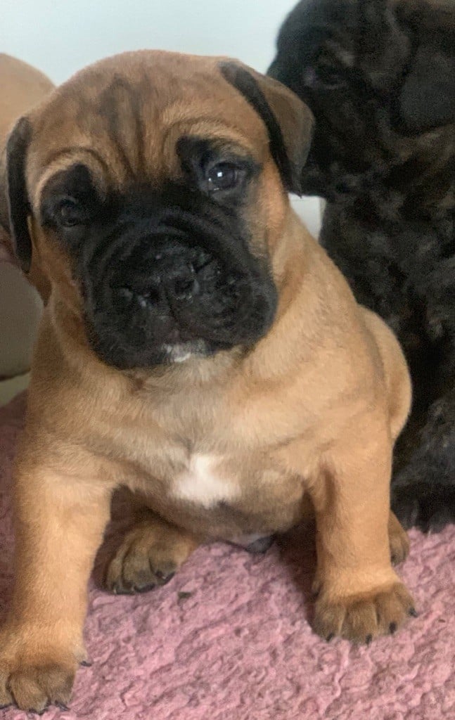 de L'Etang Sur la Touze - Chiots disponibles - Bullmastiff