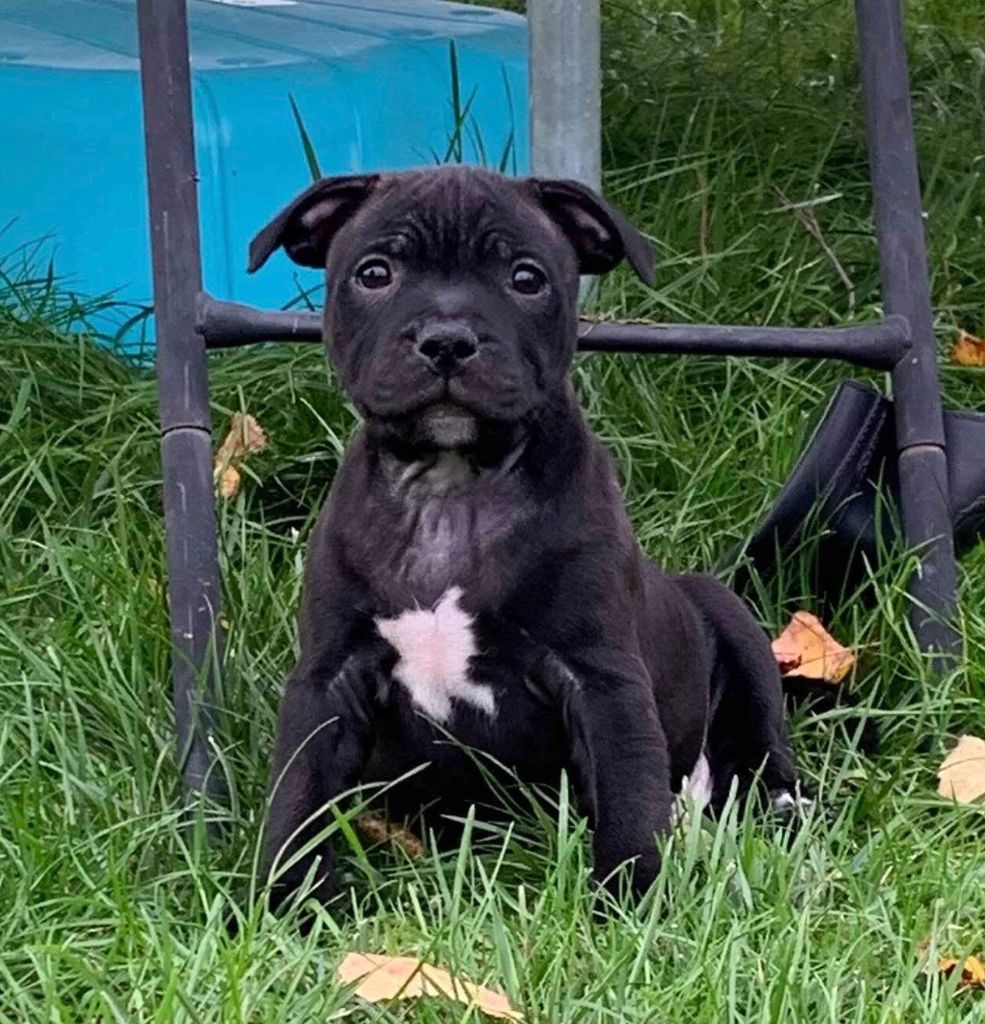 de L'Etang Sur la Touze - Chiots disponibles - Staffordshire Bull Terrier