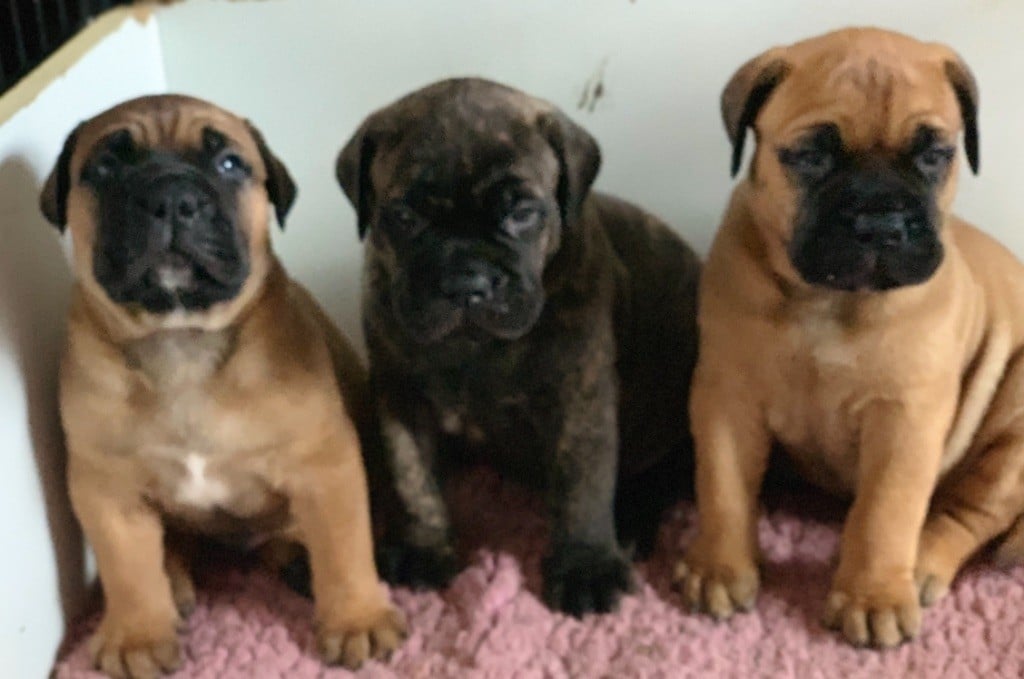 Chiot Bullmastiff de L'Etang Sur la Touze