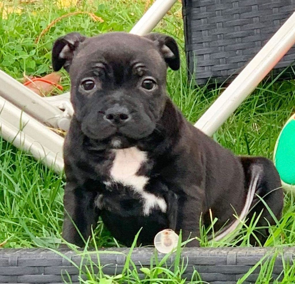 de L'Etang Sur la Touze - Staffordshire Bull Terrier - Portée née le 20/08/2019