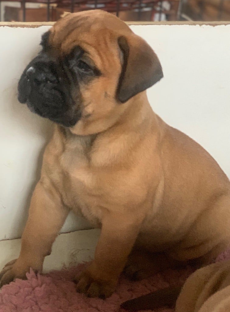 de L'Etang Sur la Touze - Chiots disponibles - Bullmastiff