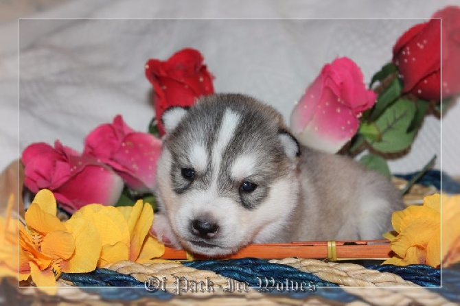 Of pack-ice wolves - Nouvelles photos des bébés . 