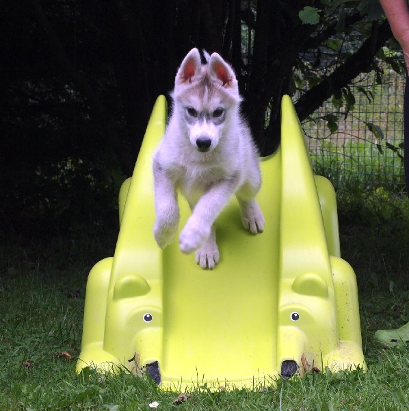 Of pack-ice wolves - Siberian Husky - Portée née le 26/05/2010