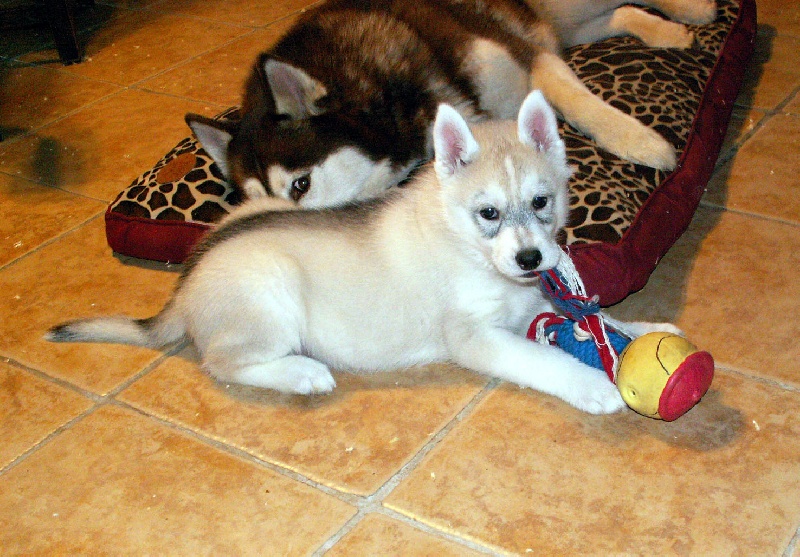 Of pack-ice wolves - Siberian Husky - Portée née le 16/10/2009