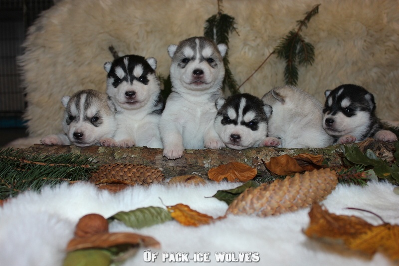 Of pack-ice wolves - Siberian Husky - Portée née le 13/10/2012