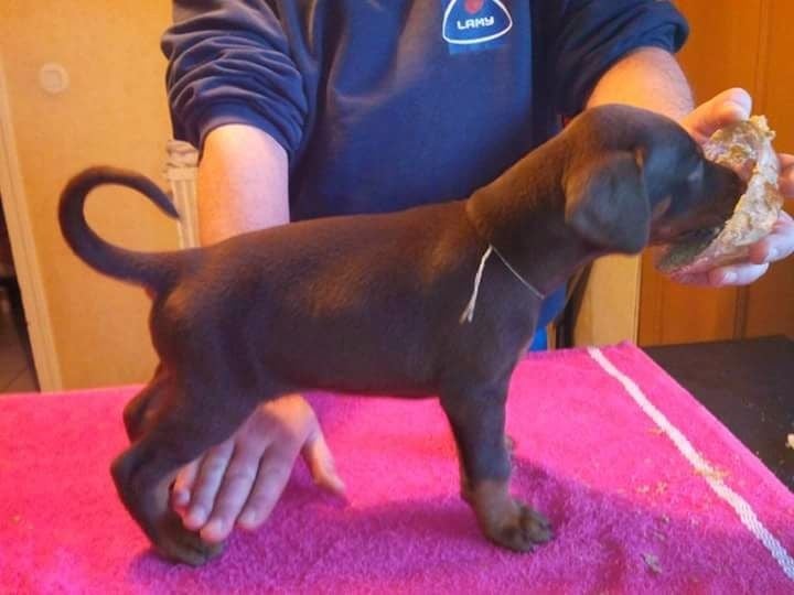 Von zirpen - Chiots disponibles - Dobermann