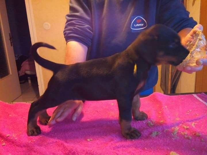 Von zirpen - Chiots disponibles - Dobermann