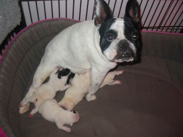 Chiot Bouledogue français du bois de faitin