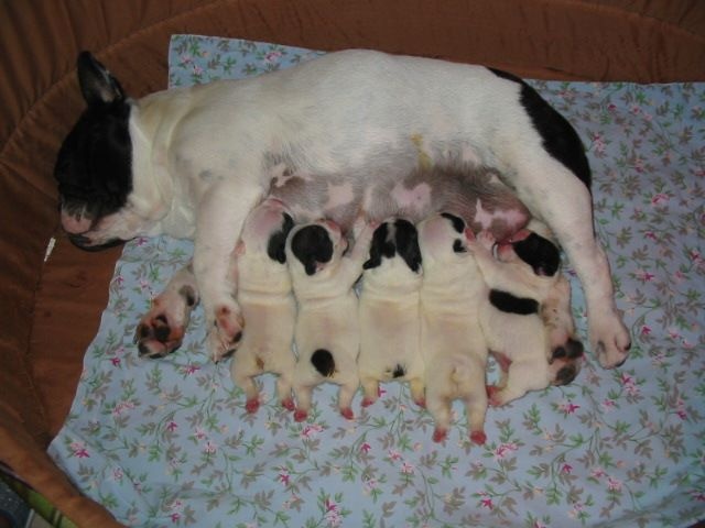 Chiot Bouledogue français du bois de faitin