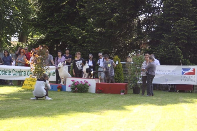 du Champ D'Onix - JAZZ : 2ème Meilleur chien du 1er Groupe Jeune à St Ambreuil