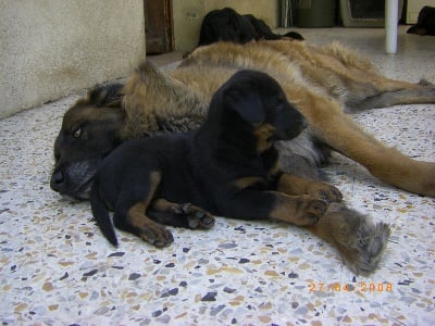 DE NOUVELLES PHOTOS DES CHIOTS