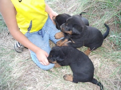 DE NOUVELLES PHOTOS DES CHIOTS