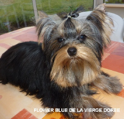 De la vierge doree - FLOWER  BLUE