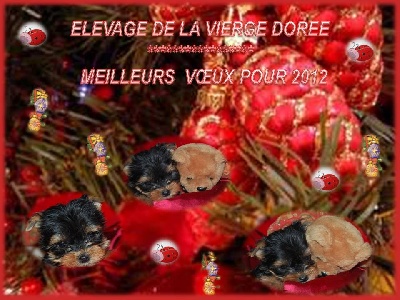 De la vierge doree - meilleurs voeux a tous pour 2012