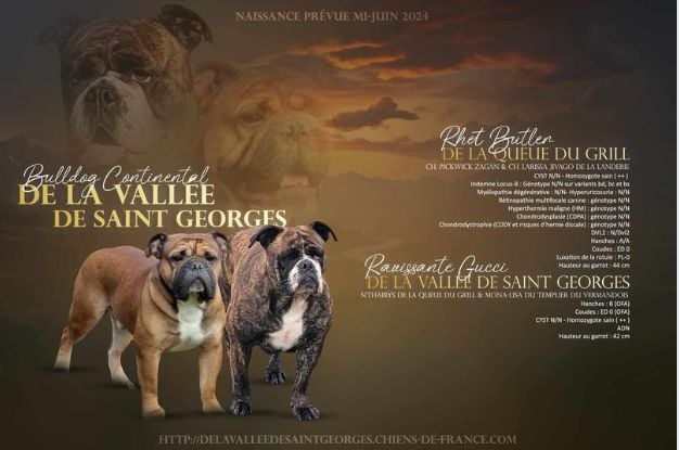 RHETT BUTLER PAPA DE FUTURS CHIOTS EN PAYS DE LOIRE