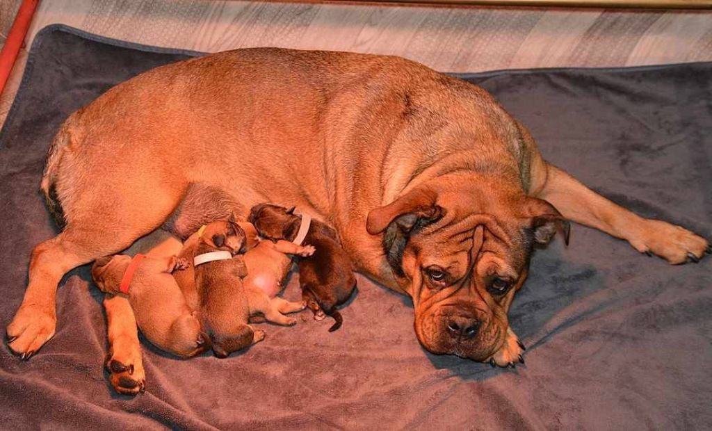 De la queue du grill - Naissance à l'élevage de Kalinka des Roches Blanches